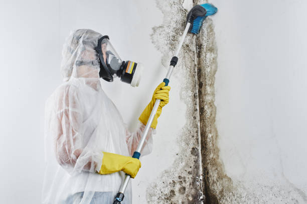 Best Toxic Mold Removal  in Sunrise, FL