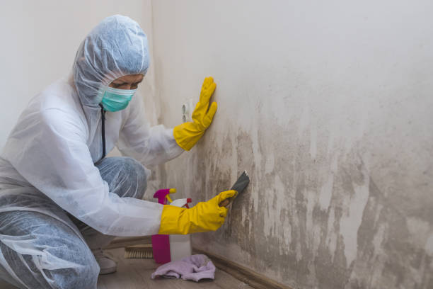 Best Commercial Mold Removal  in Sunrise, FL