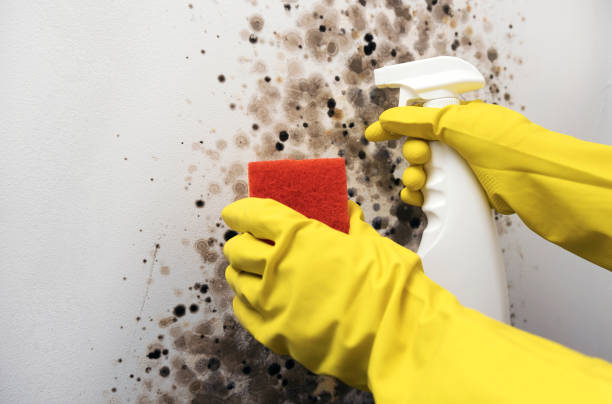 Best Residential Mold Removal  in Sunrise, FL