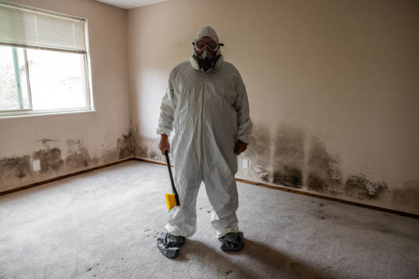 Best Mold Damage Repair  in Sunrise, FL